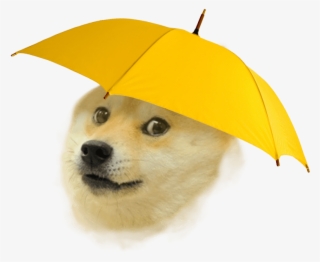 Rain Doge