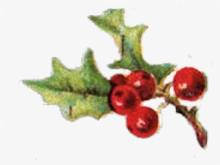 Berry Clipart Sprig Holly - Vintage Holly Clip Art