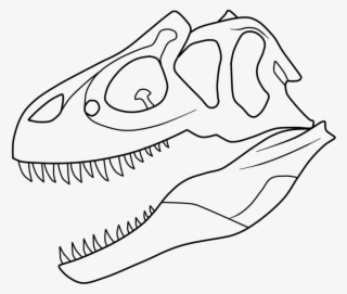 Allosaurus Skull Drawing - Draw An Allosaurus Skull