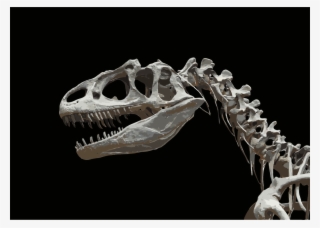 Dinosaurs & Prehistoric Animals Allosaurus Fossil Bone - Dinosaur Skeleton Head