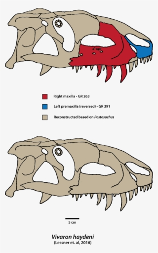 Vivaron Skull 4 4xmnzfq9j5 V 1494787139 - Cartoon