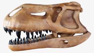 Prestosuchus Chiniquensis - Skull