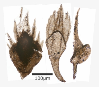 Thelodont Scales