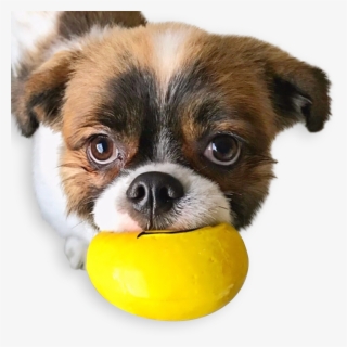 Emojis Squeaky Latex Dog Toy - Companion Dog