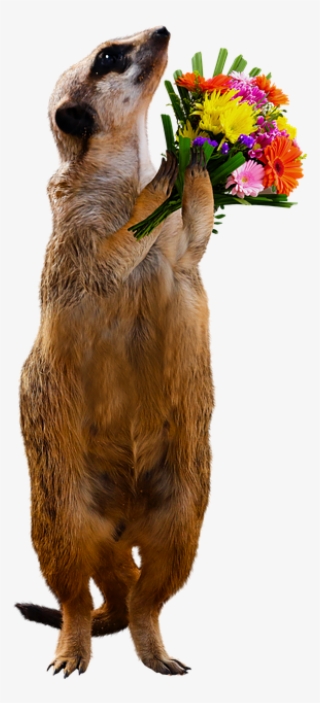 Animal, Meerkat, Bouquet, Thank You, Love, Flowers - Thank You Meerkat