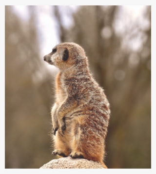 Meerkat-transparent