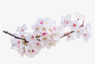 Cherry Blossoms Landscape