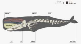 Image - Sperm Whale