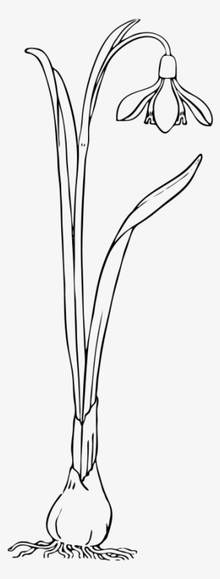 Snow Drop Png