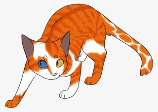 Brightstar - Domestic Short-haired Cat