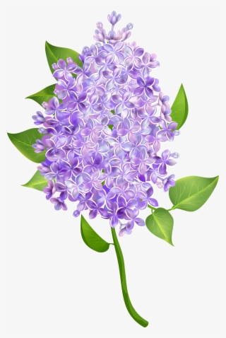 Lilac Flower Transparent Image - Portable Network Graphics