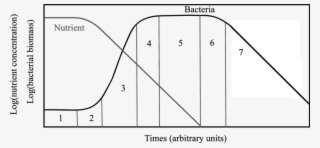 The Seven Phases Of Bacterial Growth Defined By Buchanan - Diagram
