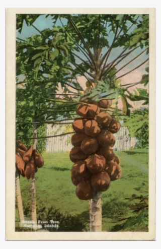 Papaia Fruit Trees Papaya Hawaiian Islands Postcard - Sabal Palmetto