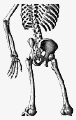 Skeleton Png Transparent Images - Waving Skeleton