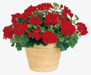 ¿quieres Empezar Tu Vivero - Flowerpot