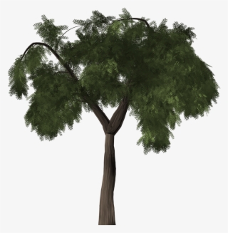 Tree Pepper Tree Peppertree - Molle Png