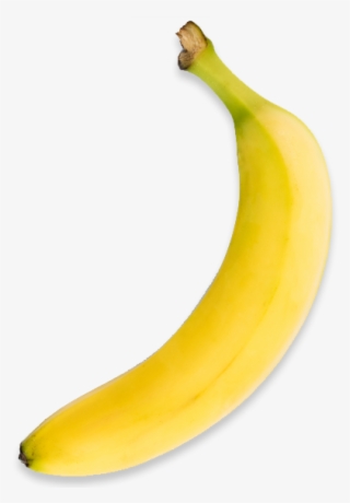Bananas, Americas Breakroom - Saba Banana
