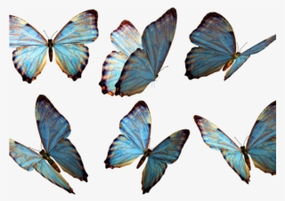 Photoshop Clipart 3d Butterfly - Butterfly Png Deviantart