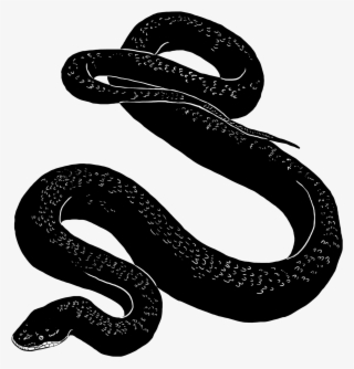 2500 X 2500 14 - Black Snake Png