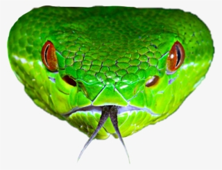 Snake Sticker - Smooth Greensnake