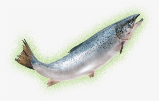 26 Great Fish Meat Clipart - Miruna Ryba Po Angielsku