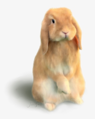 Töherryksiä, Blogin Ulkoasuja - Domestic Rabbit