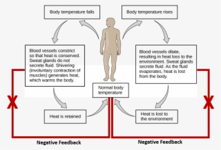 Core Body Temperature Is Maintained At A Normal Setpoint