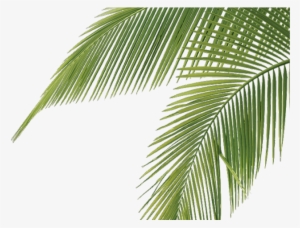 Palm Tree Leaves - Palm Tree Leaves Png