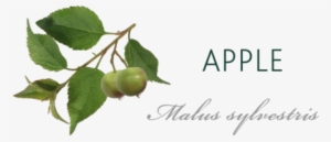 Apple Tree Meaning - American Aspen