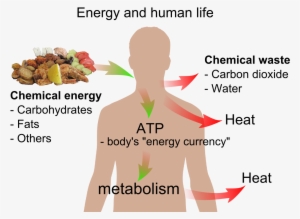 Energy And Life - Energy And Human Life