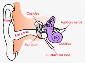 Open - Simple Anatomy Of Ear