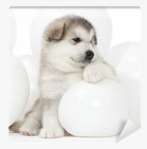 Malamute Puppy With White Balloons Wall Mural • Pixers® - Puppy