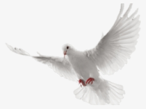 White Dove Clipart In Flight - White Flying Dove Png