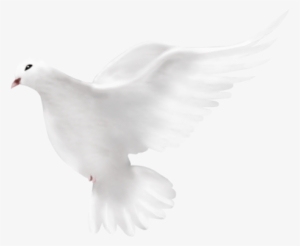 Dove Png