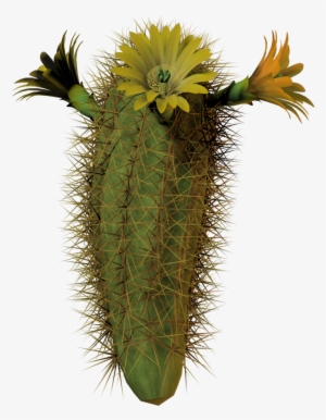 Cactus Flower Tall By Equi - Cactus Blooms With Transparent Background