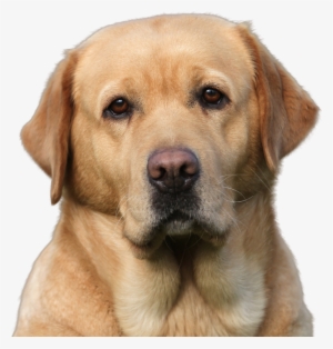 The First Labrador Came In 1972, A Rescue Dog And The - Apple Head Labrador
