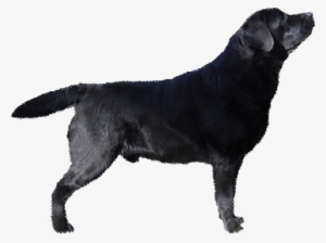 These Are The Only Colors Of A Purebred Labrador - Labrador Retriever Black Png