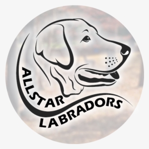 Allstar Labradors Logo - Kennel