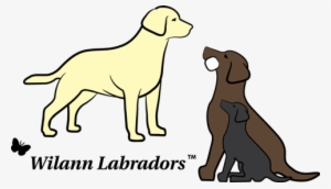 Labrador Png