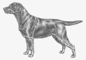 Labrador Retriever - Labrador Retriever Standard