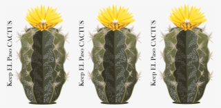 Bold, Playful Vector Design For Drennan Enterprises - Hedgehog Cactus