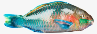 Parrotfish