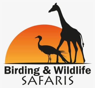 Birding And Wildlife Safaris - Hillshire Brands