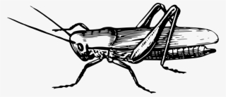 Onlinelabels Clip Art - Clip Art Of Grasshopper