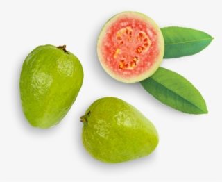 Guava - Common Guava