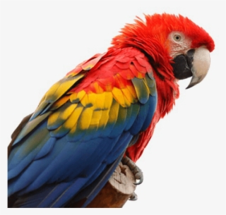 Macaw Png