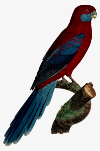 Budgerigar Parrot Crimson Rosella Parakeet Macaw - Rosellas