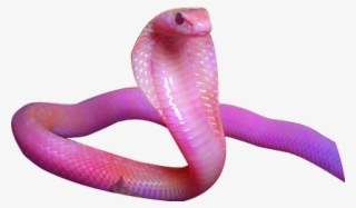 Pink Snake Png Image - Aesthetic Snake Png