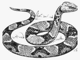 Drawn Snake Snake Png - Line Drawing Of A Snake