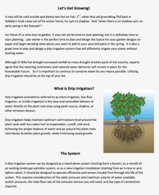 Intro To Drip Irrigation - Tree